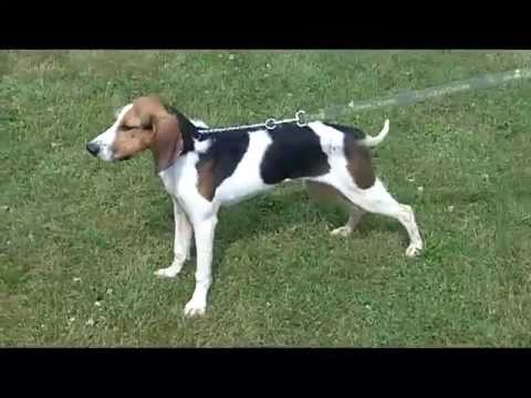 Daisy, an adopted Treeing Walker Coonhound in Mansfield, OH_image-1