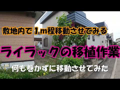 インディアンライラックの剪定はいつ行うべきですか？トレーニングやメンテナンスカットはどのように行うのですか?  庭園