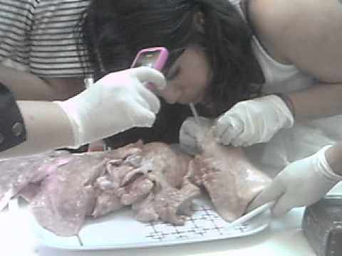 clases de anatomia