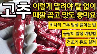 고추 이렇게 말려야 탈없이 때깔 곱고 맛도 좋아요 - 희나리고추 곰팡이 고추 예방법, 건조 적정 온도