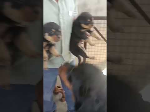 #music #doglover #musicgenre #pets