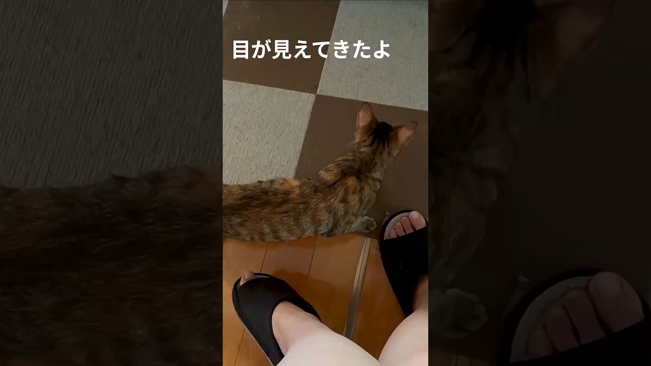 失明した娘の目が見えるように、なってきました！