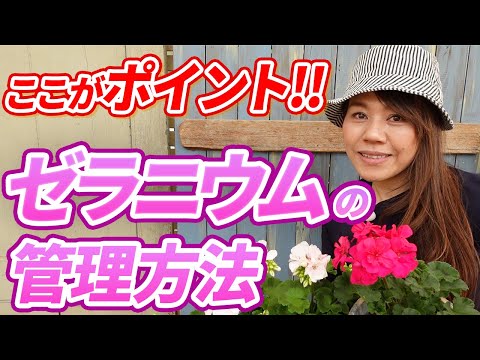 アイビーゼラニウム（Pelargonium peltatum）の挿し木はいつ、どのように行うのですか？チュートリアルとビデオ  庭園