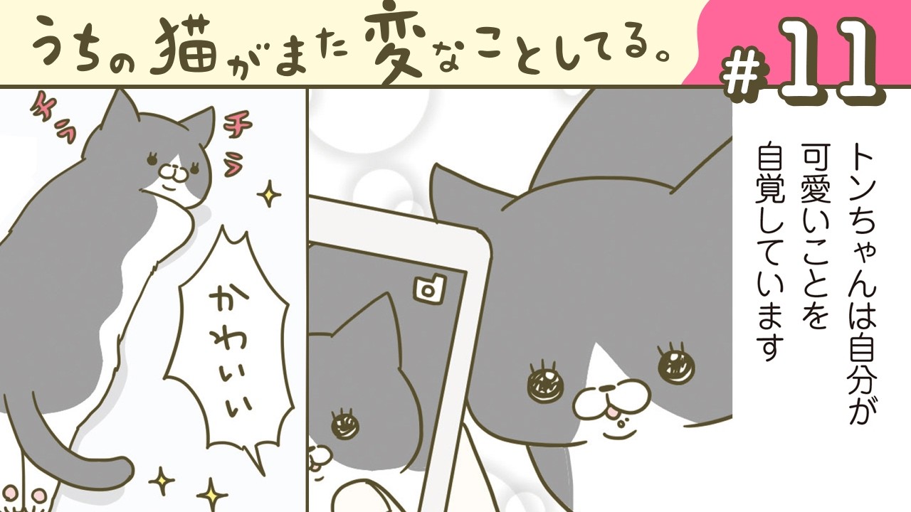 【漫画】猫のタイミング/人間ウケ/他（CV:悠木碧、小市眞琴、森永千才、平川嵐）｜『うちの猫がまた変なことしてる。』（11）【マンガ動画】ボイスコミック