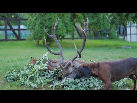 2. Brunftwoche in Pommern - viele starke Hirsche gestreckt!