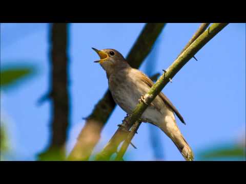 Normunds Rutulis & Ance Krauze - Lakstīgala