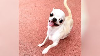 The best of funny DOGS and CHIHUAHUAS