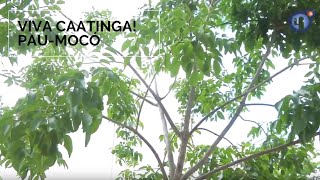 Miniatura do vídeo