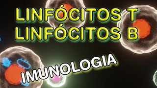 Diferentes tipos de Linfócitos T (auxiliar - citotóxico - supressor)