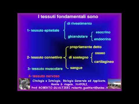 ANATOMIA #5 I Tessuti - Tessuto Connettivo
