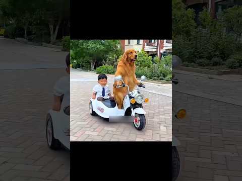 Kind Dog Love #shorts