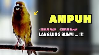 Download lagu Kenari GACOR Panjang Cuit Cuit EMOSI - Cocok Untuk PANCINGAN KENARI Paud Agar Bunyi || 631 mp3