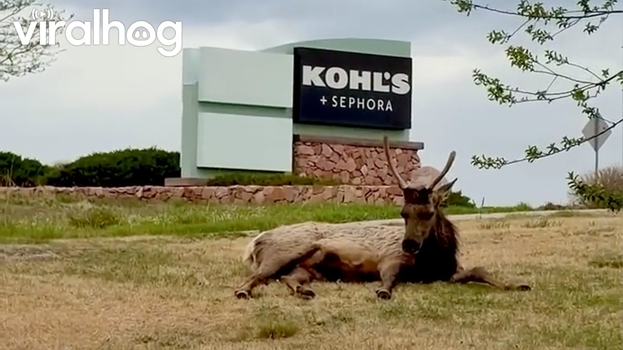 Small Herd of Elk Hanging Out in Parking Lot || ViralHog