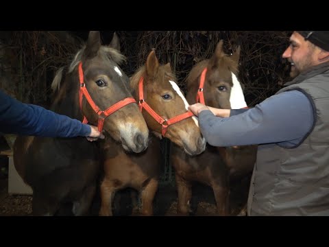 Manjii lui Csabi de la Floresti, Cluj 2020/2021 Nou!!!