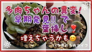 【多肉植物】【ガーデニング】【バラ】多肉ちゃんの異変！早期発見‼︎で葉挿し❣️増えちゃうかも😊