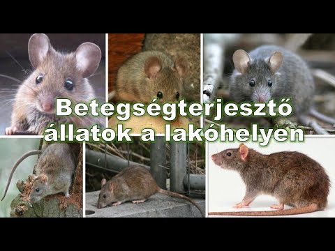 giardiasis kvíz