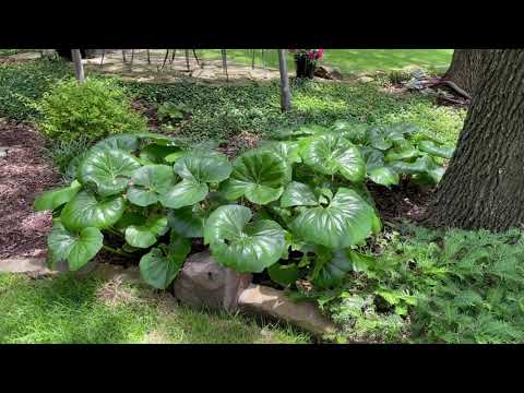 Best Plants Series - Leopard Plant