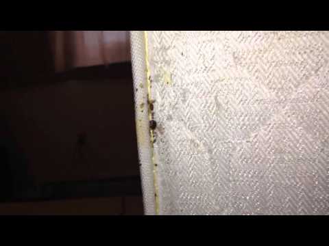 Bed bugs in Freehold can't hide from us - Bed bug removal & control in Freehold, NJ