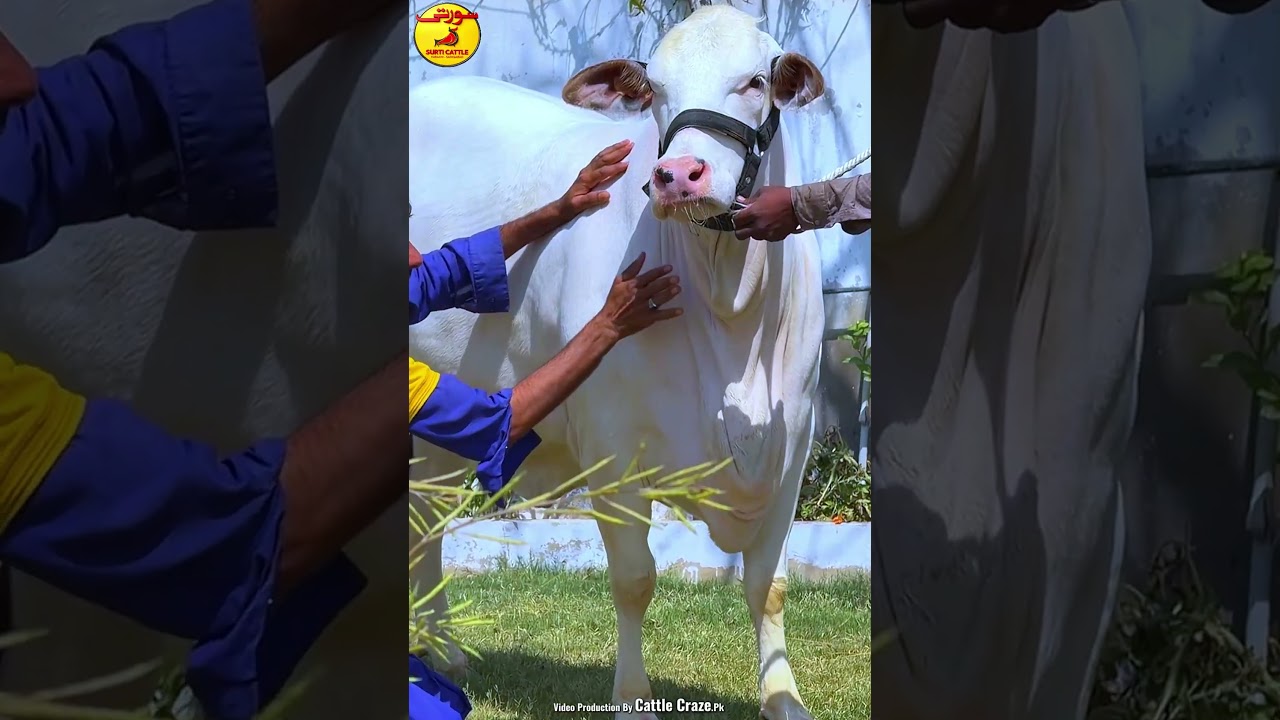 Titli Surti Cattle Farm