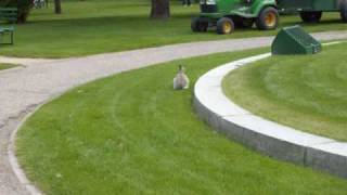 A Walk Through Crescent Park