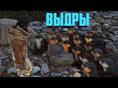 ПРИРУЧЕНИЕ ВЫДРЫ (OTTER), ГДЕ НАЙТИ, ЧТО ОНА УМЕЕТ - ARK 267
