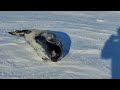 Chased by a Weddell seal pup near Scott Base,  Antarctica.