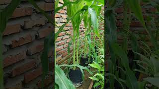 Download lagu Ide menanam jagung polybag #shorts #petani mp3