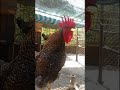 El Canto Del #Gallo de Cada Mañana en #feedshorts #gallos