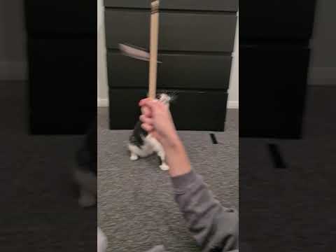 Miti the cat after the speed of light