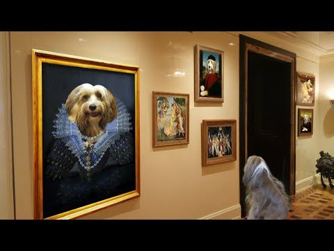 Buddy Gershon: Renaissance Dog!