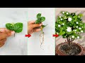 This Is What An EXPERT Do Grow Arabian Jasmine Plant At Home From Cutting
