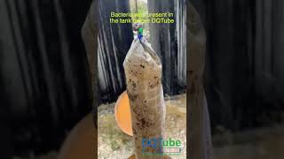 2+1 csomag akció Novemberben-DQTbue 2.0 Standard tartályon belüli gázolaj szűrő