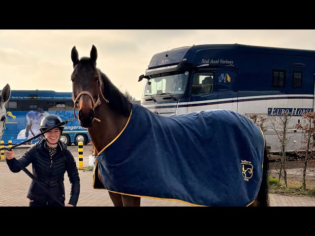 Jument 7 ans Tangelo van de zuuthoeve x Kannan