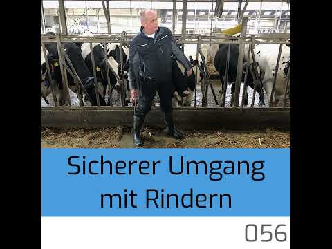 056 | Sicherer Umgang mit Rindern
