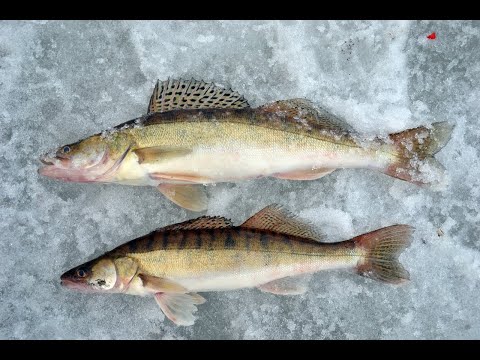 Судак с картофелем от Луча. Pike perch with potatoes. 派克鲈鱼土豆. आलू के साथ पाइक पर्च