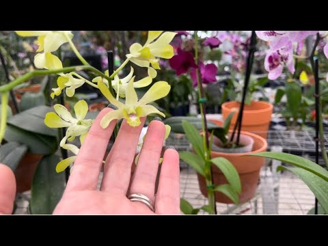 Orchid Shopping Day, A Nursery Visit and Quick Garden Update, November 14, 2021