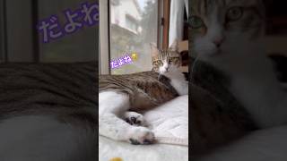 キミに100パーセント#shorts#catshorts#うち猫の日常#猫#ねこ#cat#保護猫#元野良猫#かわいい#猫動画#母猫#catlovers#catvideos#猫との暮らし#catlife