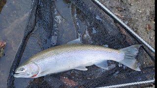 Steelhead Fishing-,Morley Ford Rocky River
