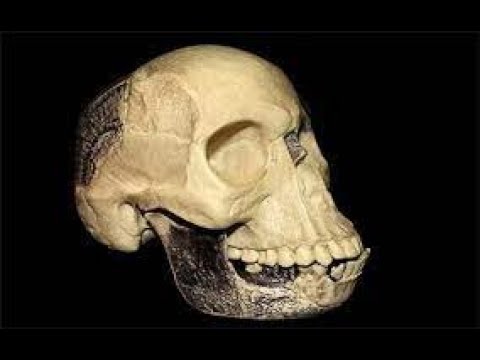 ⁣إنسان بلتداون الدليل المزور