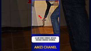 Download lagu A LARGE KING COBRA ENTER A RESIDENT'S HOUSE part 1 mp3 Download lagu A LARGE KING COBRA ENTER A RESIDENT'S HOUSE part 1 mp3