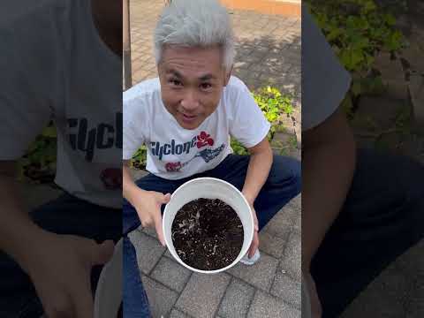 暑さを好む植物は何ですか?水やりを忘れても大丈夫、太陽に優しい10種  庭園