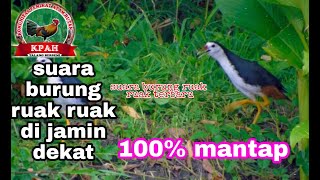 Download lagu suara pikat ruak ruak 3 menit di jamin datang mp3