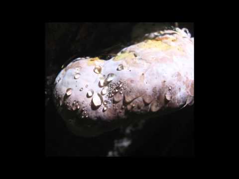 Wild Abandon - Pave Land