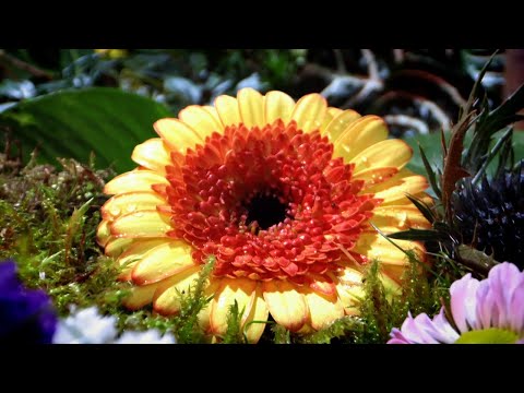 Daði Freyr - I'm Not Bitter (Lyric Video)