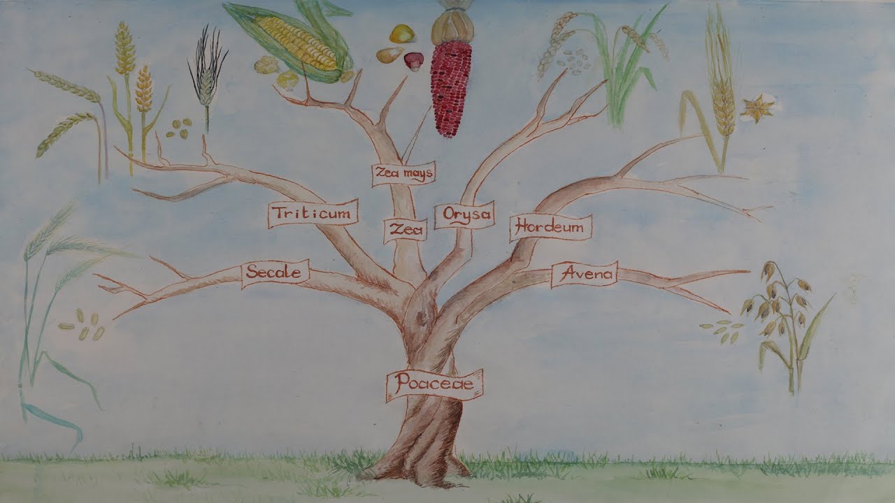 Como produzir suas própias sementes de milho?