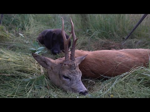 Medaillenbock in Pommern erlegt