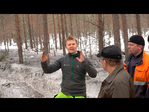 Tuhkalannoituksella metsät kasvukuntoon