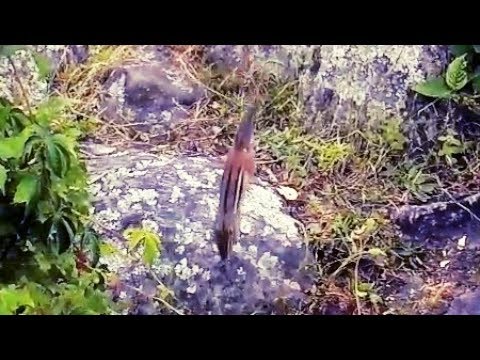 A Short Documentary - WEASEL Attacks CHIPMUNK & Close BEAVER While BASS Fishing