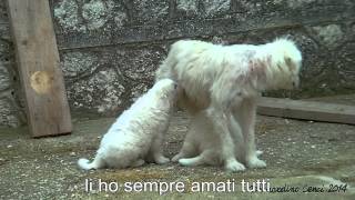 preview picture of video 'Mamma e cucciolotti'