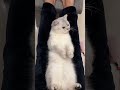 Cute Kittens ️ 30 Shorts Cutecat520 Cat Kittens Pets